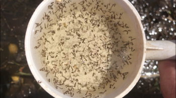 Mosquito Larvae in Water