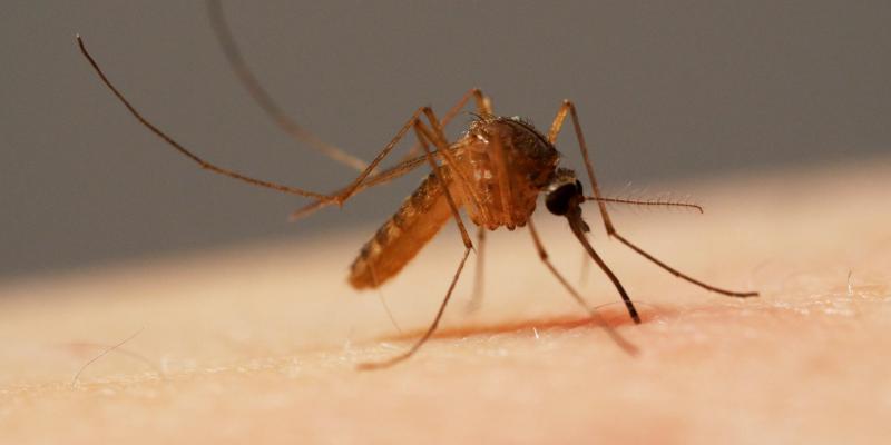 pipiens mosquito 